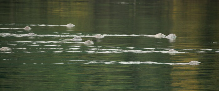 Wildlife safari in the San Juan Islands