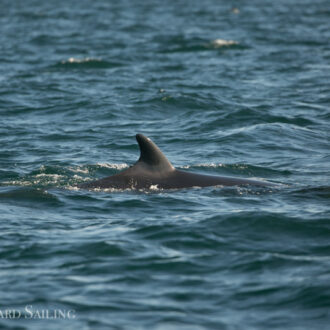 Exciting sail to South Lopez with a minke on Salmon Bank