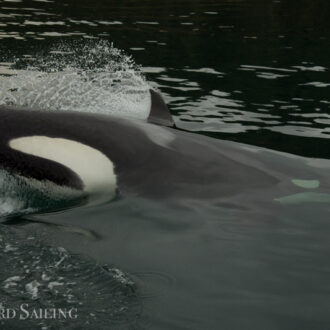 Sailing passed Friday Harbor with Biggs Orcas T68C’s and T75B’s