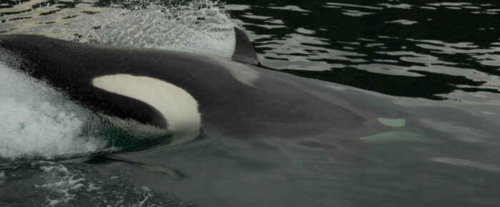 Sailing passed Friday Harbor with Biggs Orcas T68C’s and T75B’s