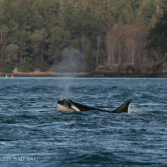 Sailing with Biggs orcas T87 and the T124A2’s