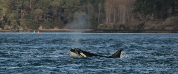 Sailing with Biggs orcas T87 and the T124A2’s