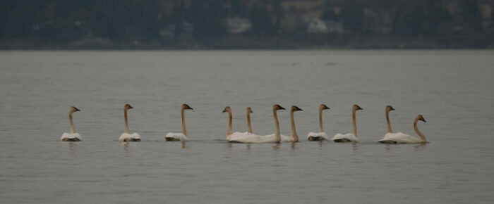 South with harbor porpoises and trumpeter swans South with harbor porpoises and trumpeter swans