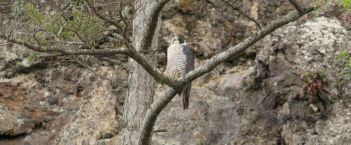 Wildlife to the North Wildlife to the North