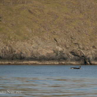 Afternoon half day sail to Kellett Bluff to see J Pod