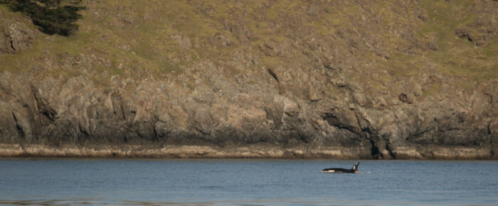 Afternoon half day sail to Kellett Bluff to see J Pod