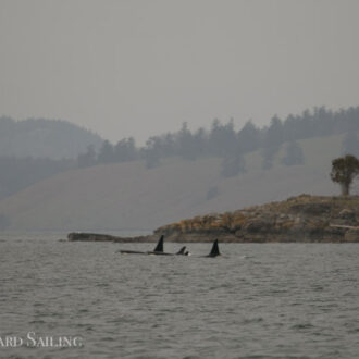 Southern Resident J Pod orcas in Wasp Passage