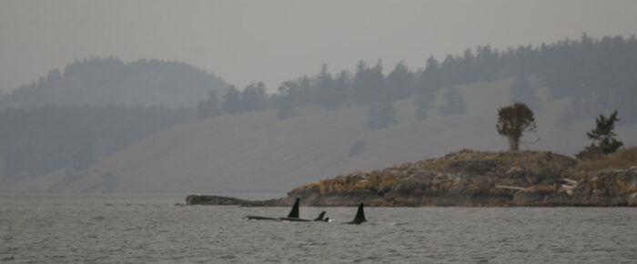 Southern Resident J Pod orcas in Wasp Passage