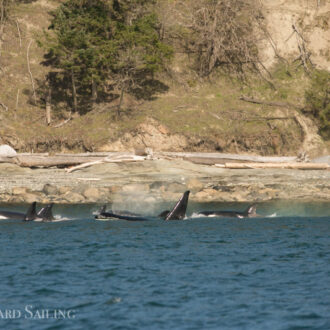 Biggs orcas in Haro Strait