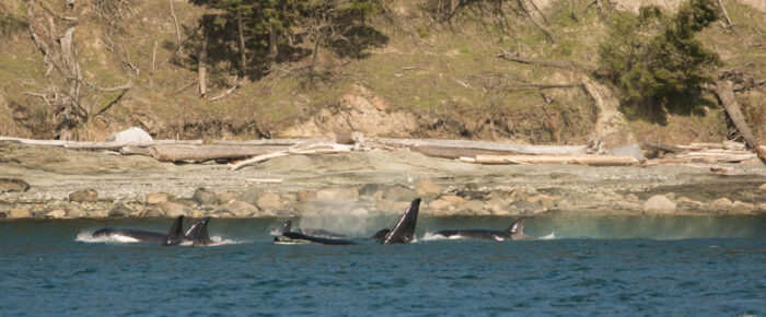 Biggs orcas in Haro Strait