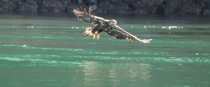 Eagle dog fight in New Channel