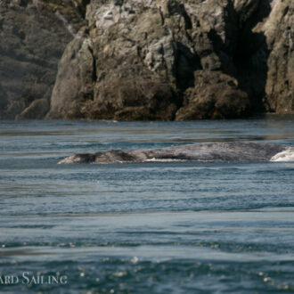 Gray whale in Cattle Pass along with three sea otters