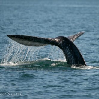 Gray Whale CRC1364