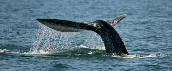 Gray Whale CRC1364
