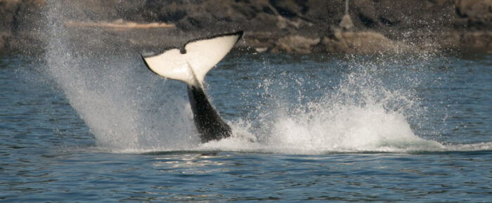 Biggs Orcas T90’s venture up into Eastsound
