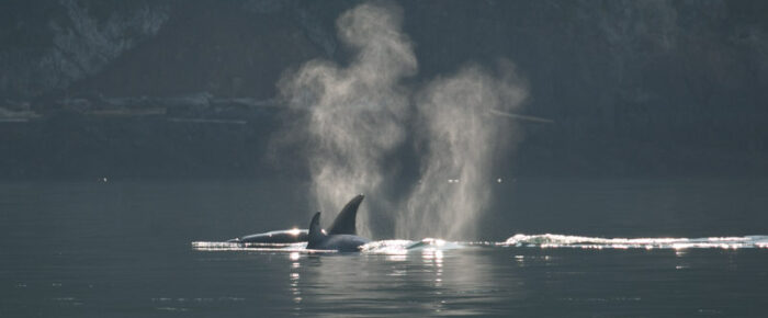 Epic sail with T90’s and T49A2 in New Channel