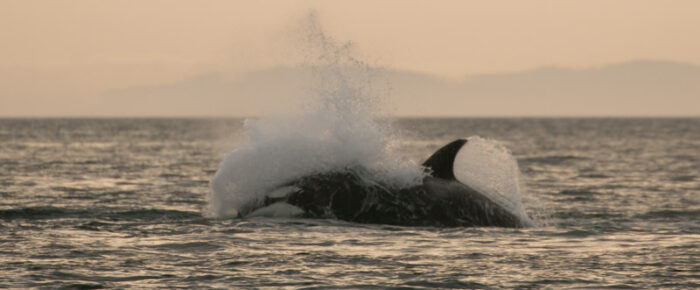 Another Epic sail with Biggs orcas T90’s and T49A2