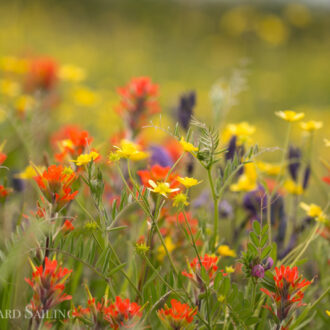 A visit to Yellow Island Nature Preserve