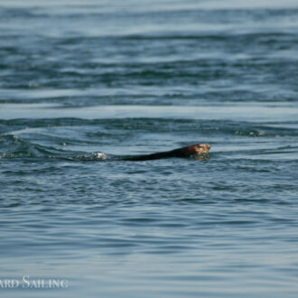 Gray whale at Salmon Bank and two sea otters