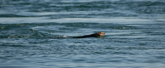 Gray whale at Salmon Bank and two sea otters