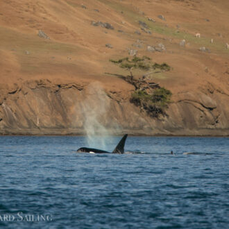 Biggs orcas T123’s in Spieden Channel and a sail around Stuart Island