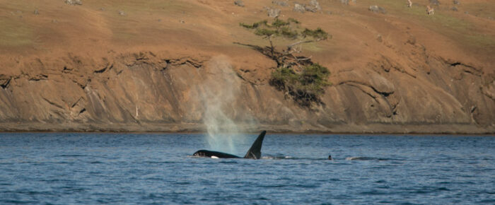Biggs orcas T123’s in Spieden Channel and a sail around Stuart Island