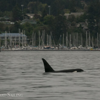 Biggs Orcas T123’s pass Friday Harbor