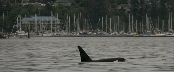 Biggs Orcas T123’s pass Friday Harbor