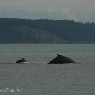 Humpback whale BCX1210 and brand new calf