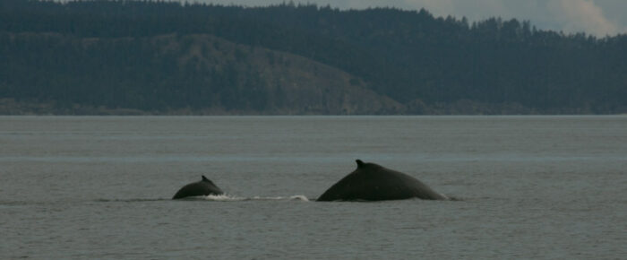 Humpback whale BCX1210 and brand new calf Humpback whale BCX1210 and brand new calf