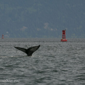 Gray whale ‘CRC1364′ in Rosario Strait
