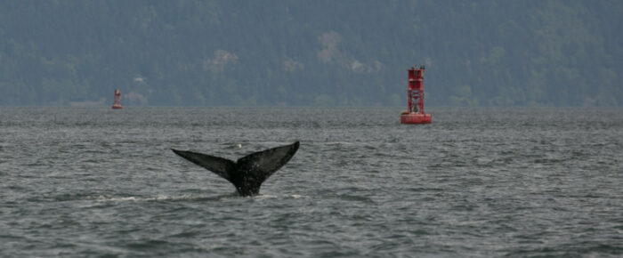 Gray whale ‘CRC1364′ in Rosario Strait