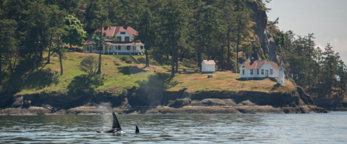 Biggs Orcas T123’s by Turn Pt