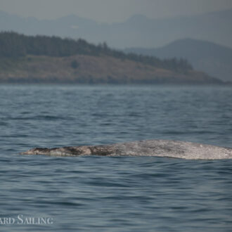 Gray whale on Salmon Bank