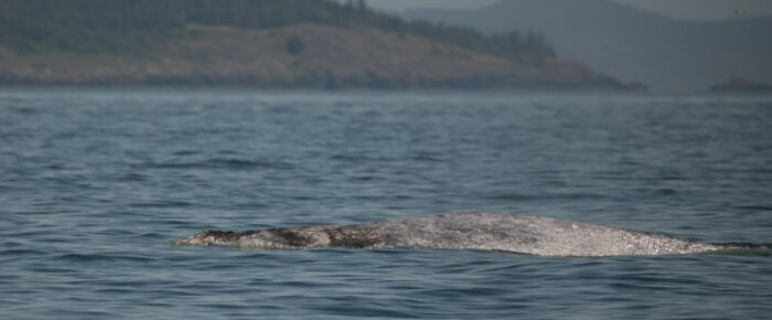 Gray whale on Salmon Bank