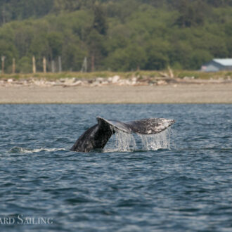 Gray whale CRC1364 in San Juan Channel