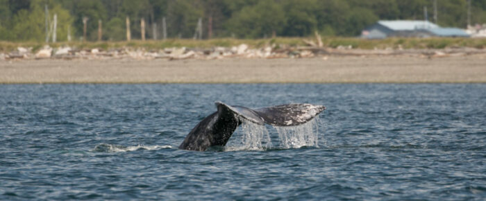 Gray whale CRC1364 in San Juan Channel