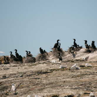 Awesome wildlife tour to Whale Rocks