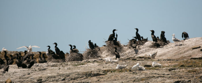 Awesome wildlife tour to Whale Rocks