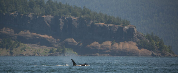 Biggs Orcas T123’s near Waldron Biggs Orcas T123’s near Waldron