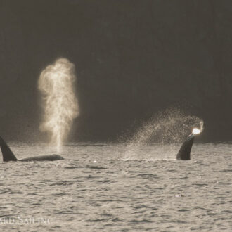 Biggs Orcas T123’s check out Friday Harbor