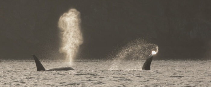Biggs Orcas T123’s check out Friday Harbor
