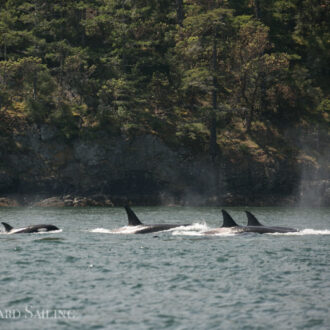 Biggs Orcas T65A’s, T77 with T77E, and T75B’s pass Friday Harbor