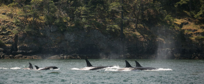 Biggs Orcas T65A’s, T77 with T77E, and T75B’s pass Friday Harbor