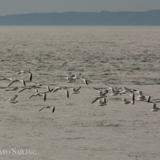 Biggs Orcas T128 and T125A & Sabine’s Gulls on Hein Bank