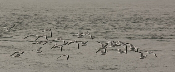 Biggs Orcas T128 and T125A & Sabine’s Gulls on Hein Bank