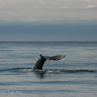 Gray Whale at Salmon Bank plus a rare Arctic Tern