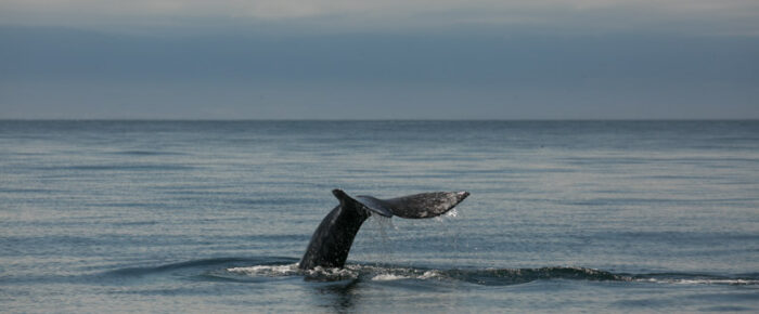 Gray Whale at Salmon Bank plus a rare Arctic Tern Gray Whale at Salmon Bank plus a rare Arctic Tern