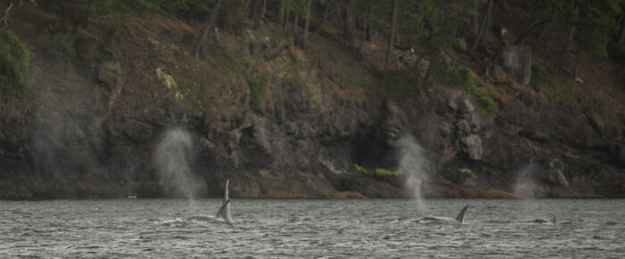 Biggs Orcas T65A’s and T77’s in Haro Strait