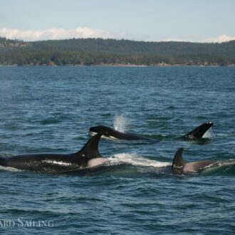 Biggs Orcas T46B’s and T100’s in Haro Strait